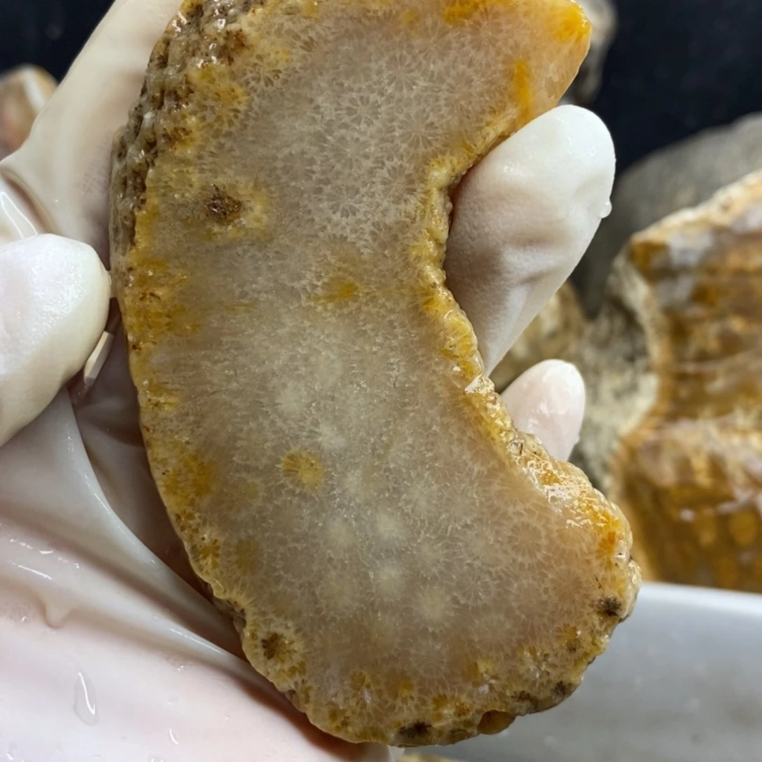 【闪购商品】硅化玉颈饰未镶嵌