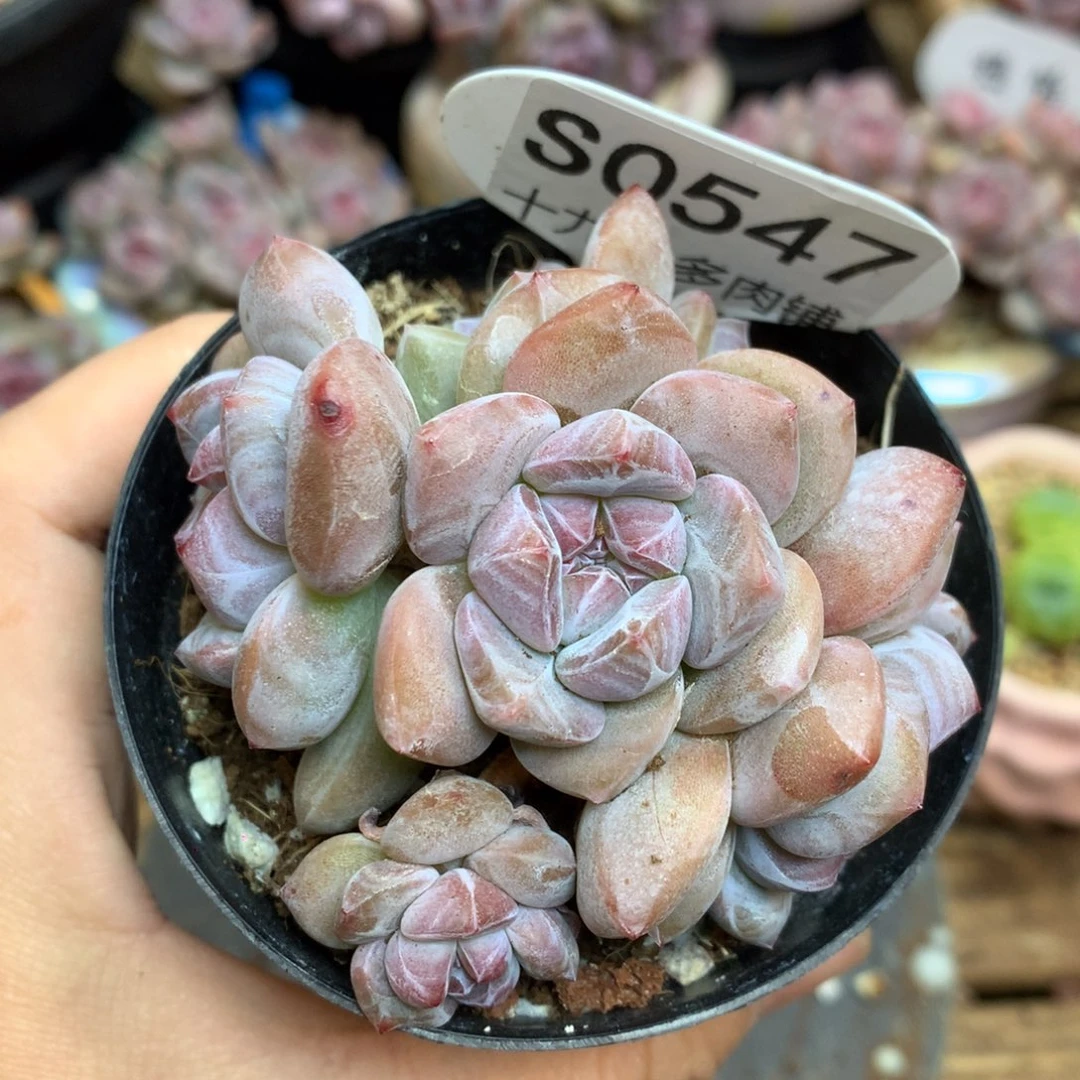 S0547 突尼斯 捧花6头