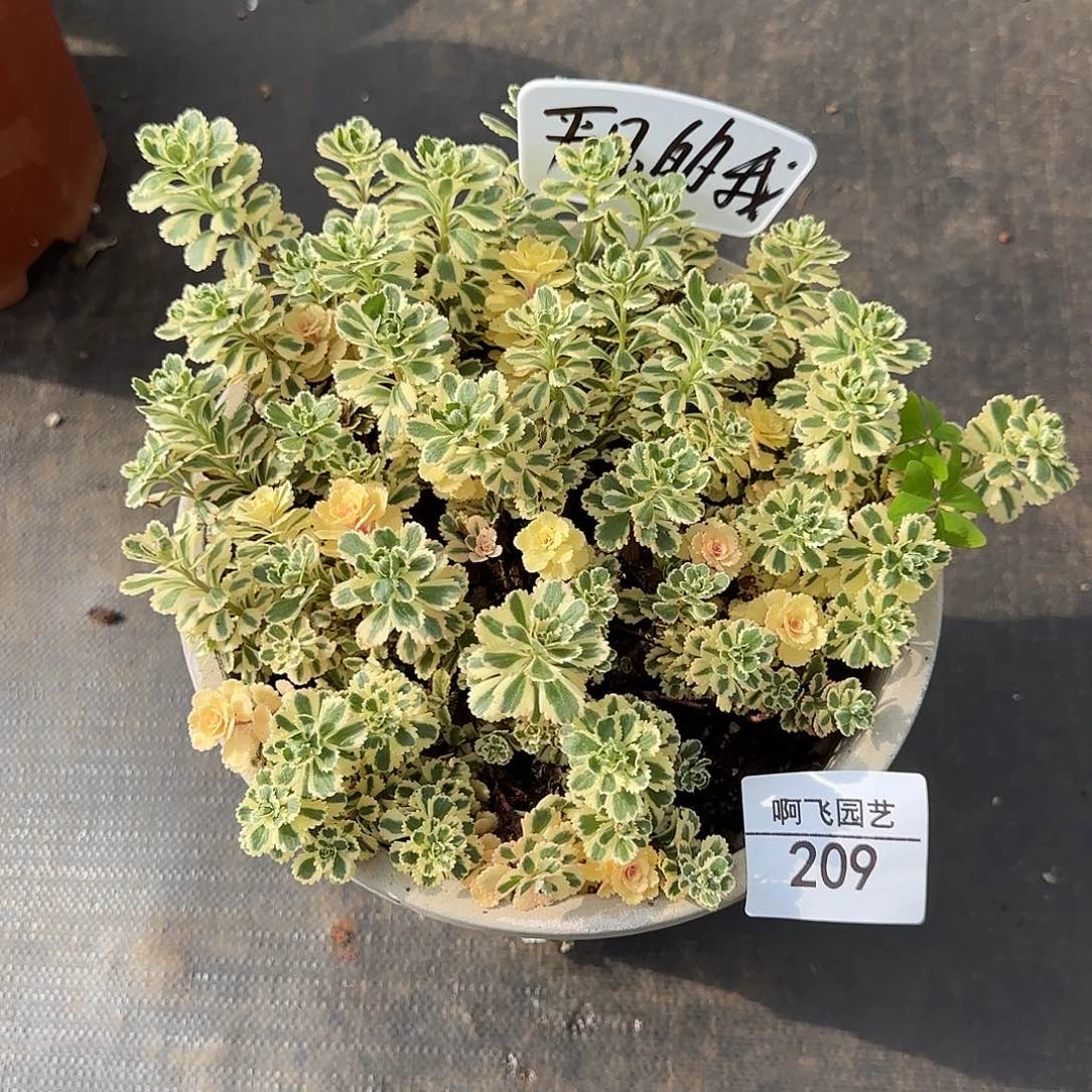 平****209多肉 寄养大特兰蒂发货