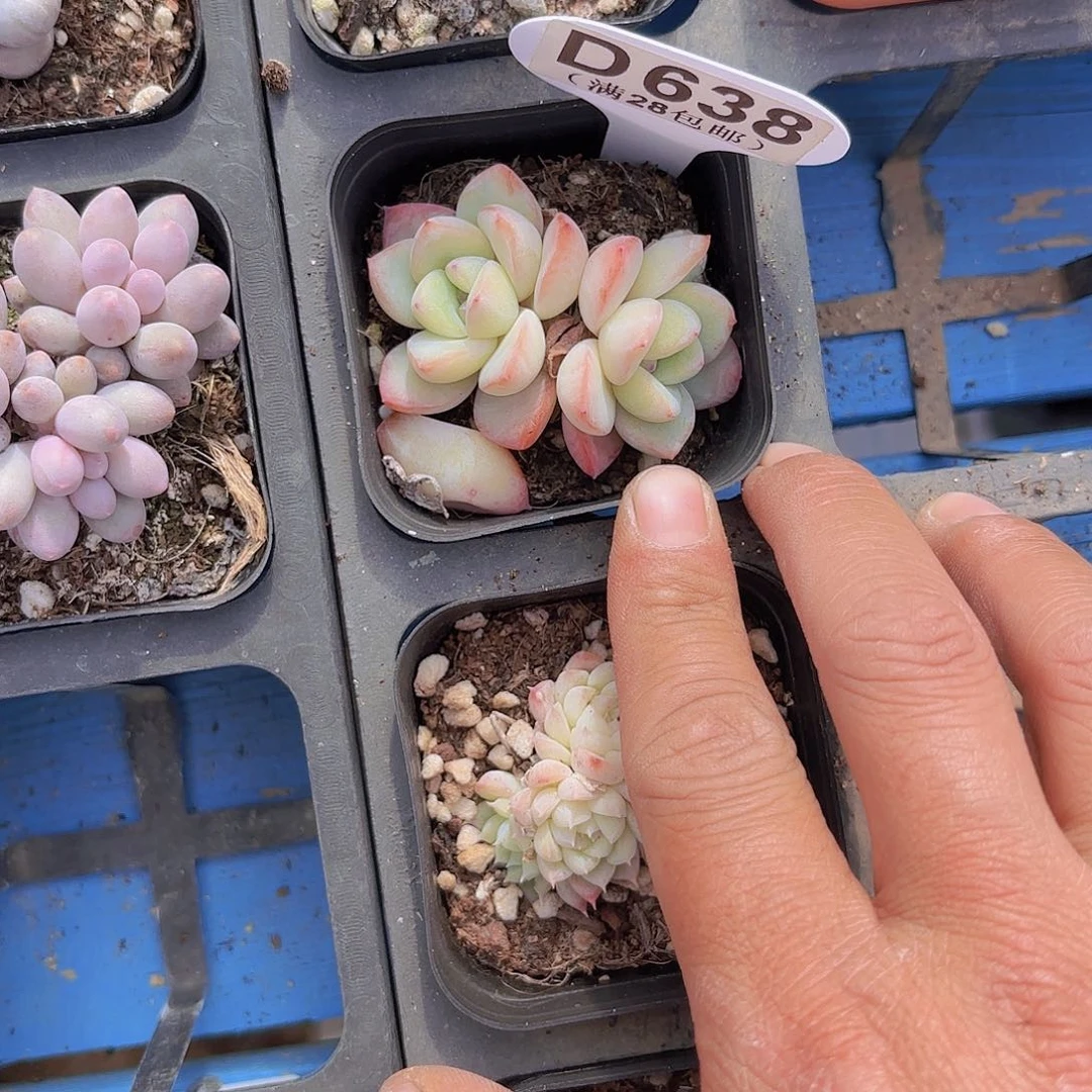 D638泡芙一物一拍