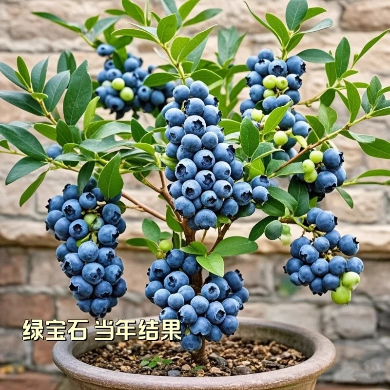 蓝莓树果苗盆栽地栽特大号南北方种植苗兔眼绿宝石果树小苗