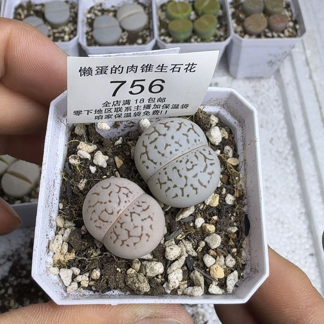 756盆口5公分 满18包邮