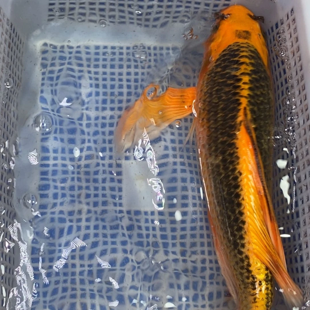 锦鲤冷水锦鲤包邮