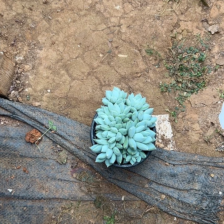 辰***芯多肉植物实物直播实物1