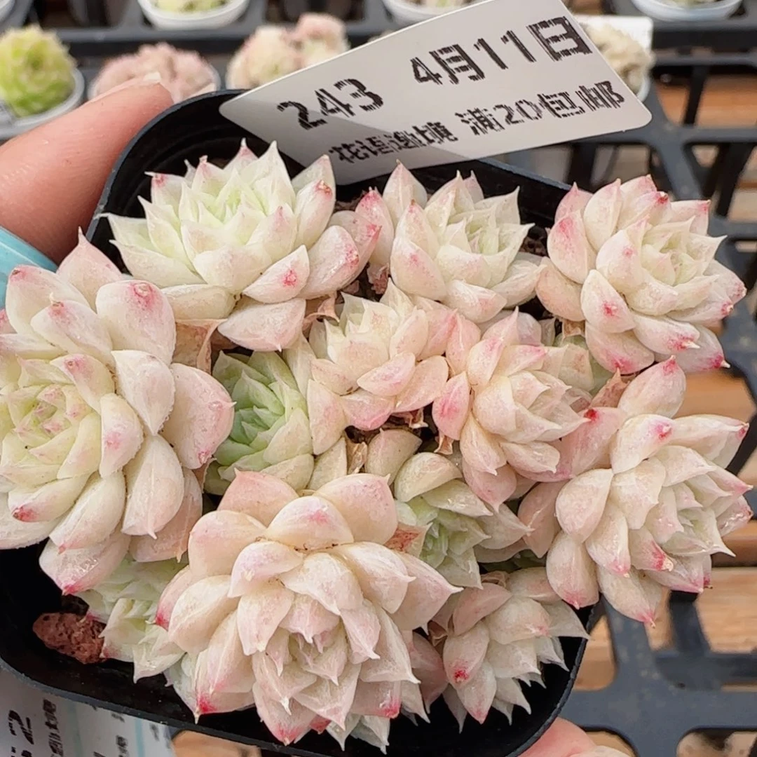 花语逸镜0411-243散