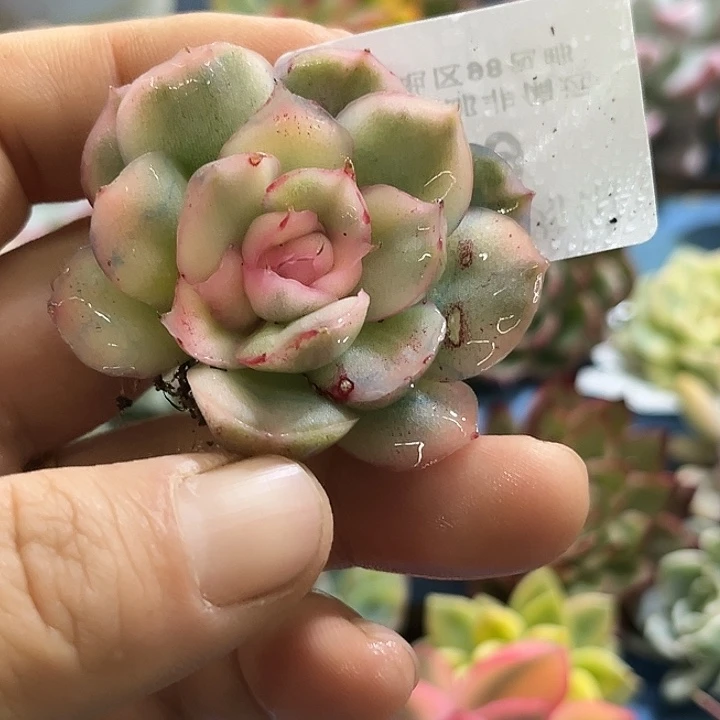 699草莓蛋糕锦炸多肉植物