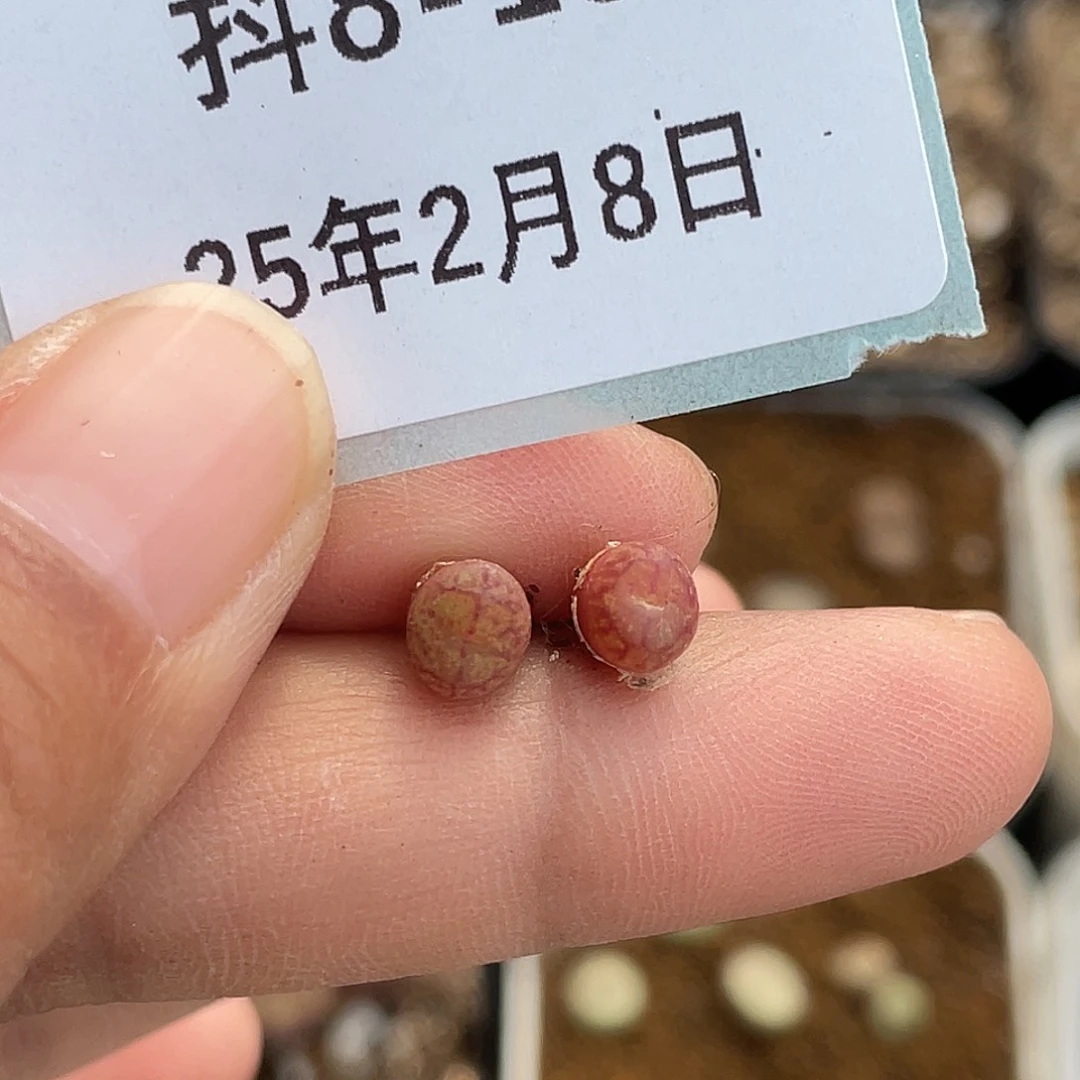 薄****8-16肉锥多肉植物