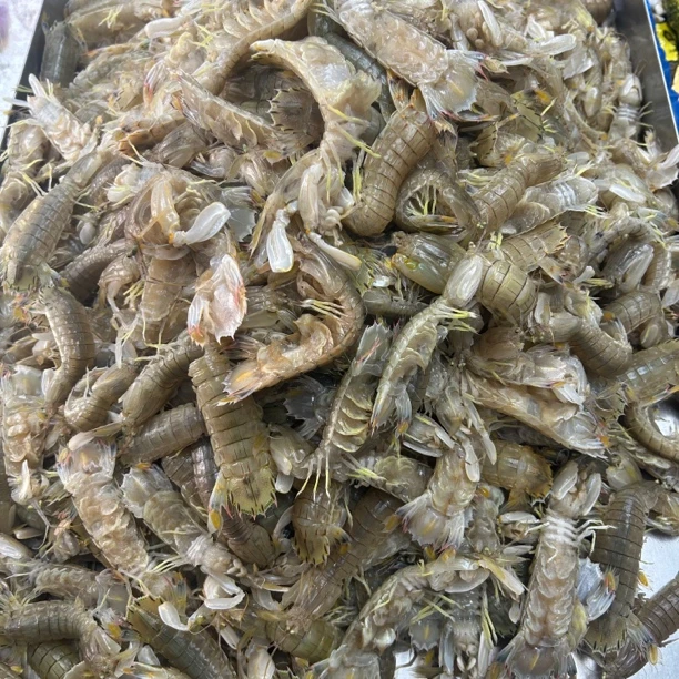 大号公子鲜活皮皮虾1斤大虾同城送