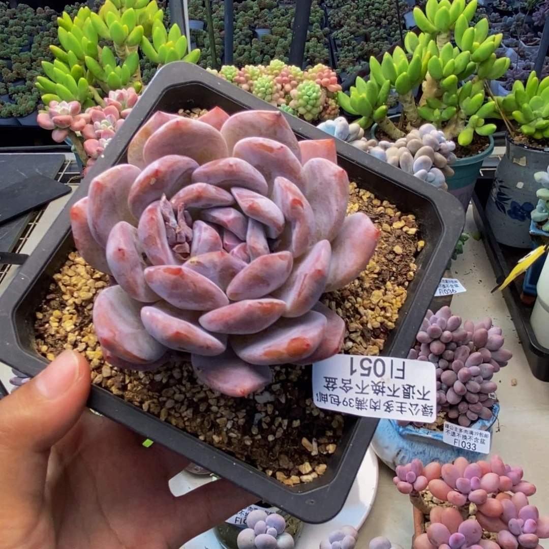 051橙梦露多肉7c m