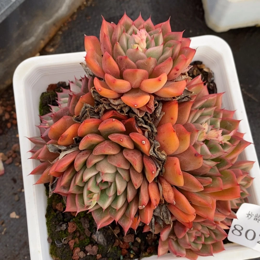 8027杂交多肉老桩