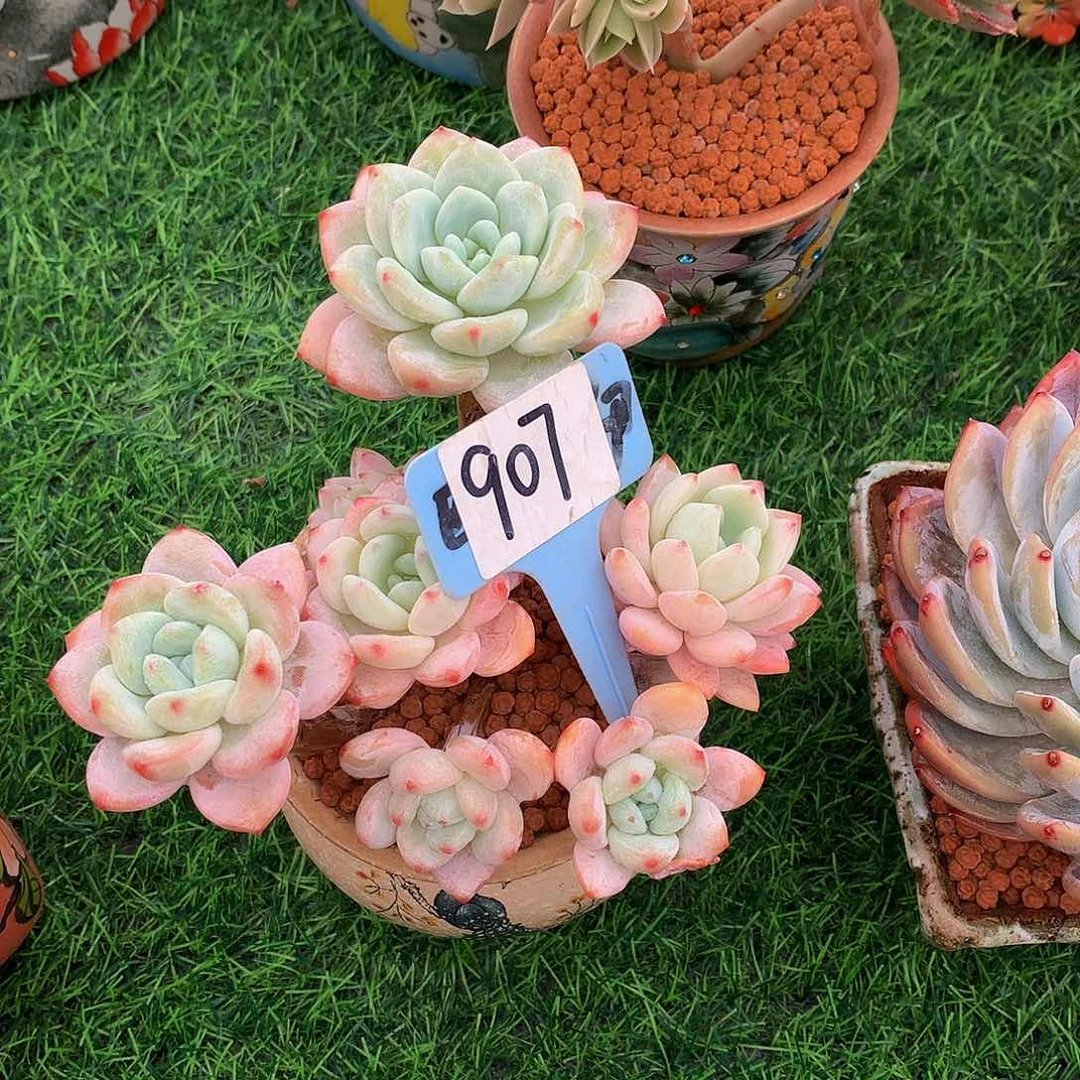 A***n冷香多肉植物77227¥3