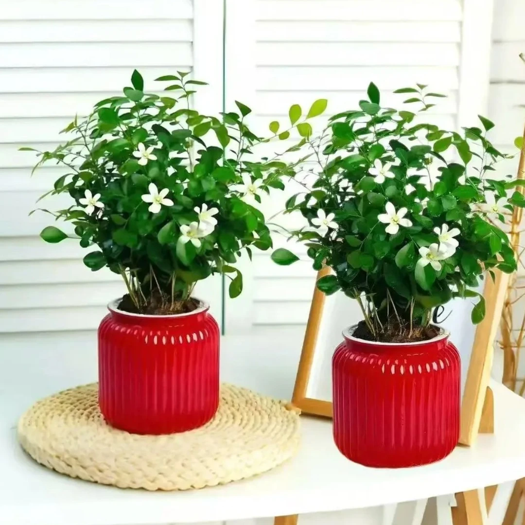 【 驱蚊花】九里香室内净化X空气桌面办公室美观四季常青绿植盆栽