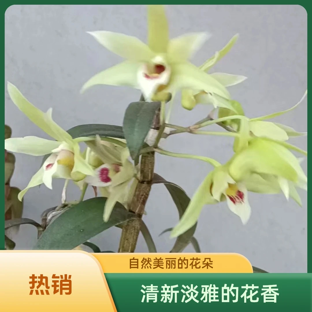 开花淡香的铁皮石斛兰好养又可煲汤的办公室绿植花卉