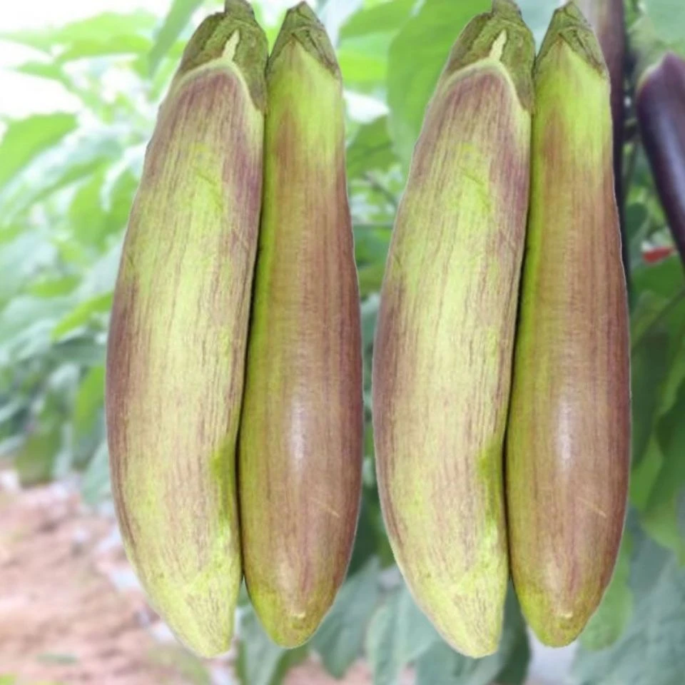 竹丝长茄种子面包茄子海绵花茄鲜嫩长茄高产抗病春秋蔬菜种子大全