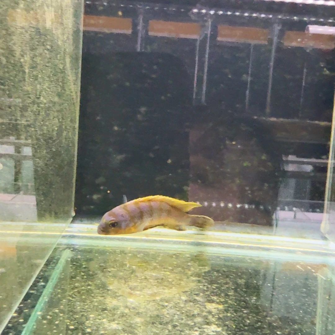 一***钱海水397畸形麒麟。