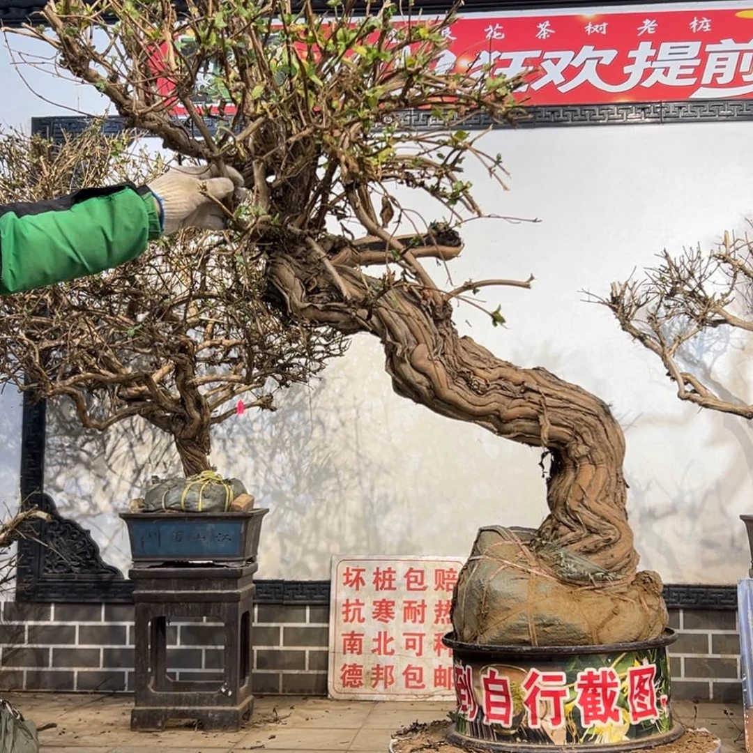 无花朵金银花777788888999999