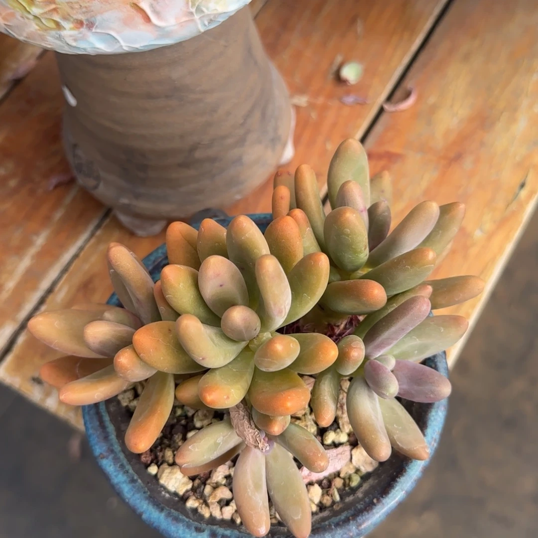 多肉植物 一物一拍