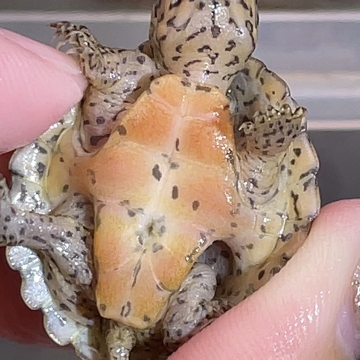 不分公母宠物龟H39全品满纹黑刀