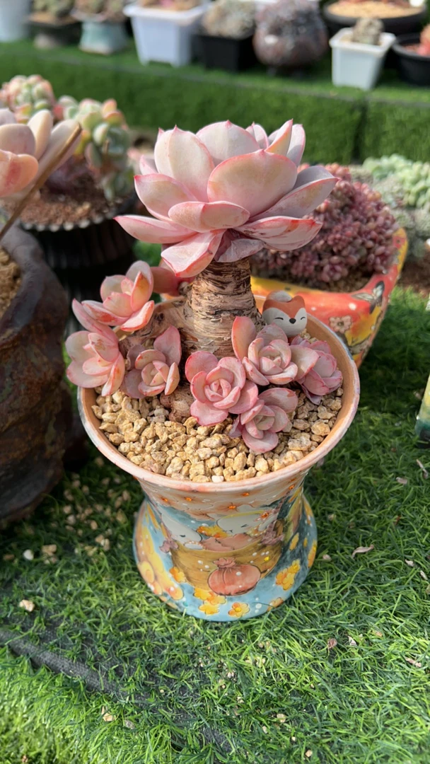 蛋总布鲁兰多肉植物