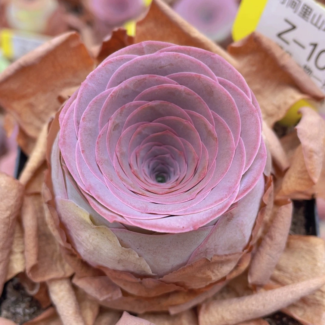 山地玫瑰Z109裸根发货不售后