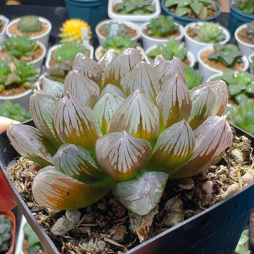 母本龙爪玉露多肉植物一颗