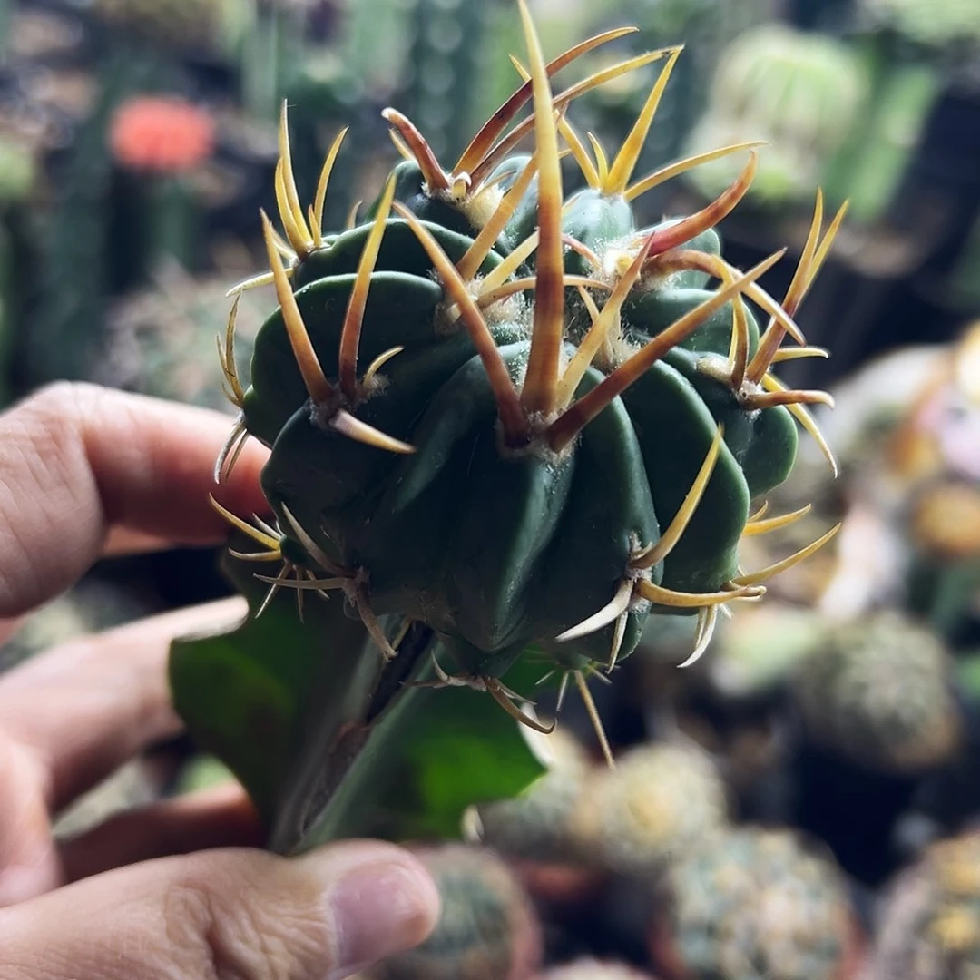 龙剑仙人球1111111111