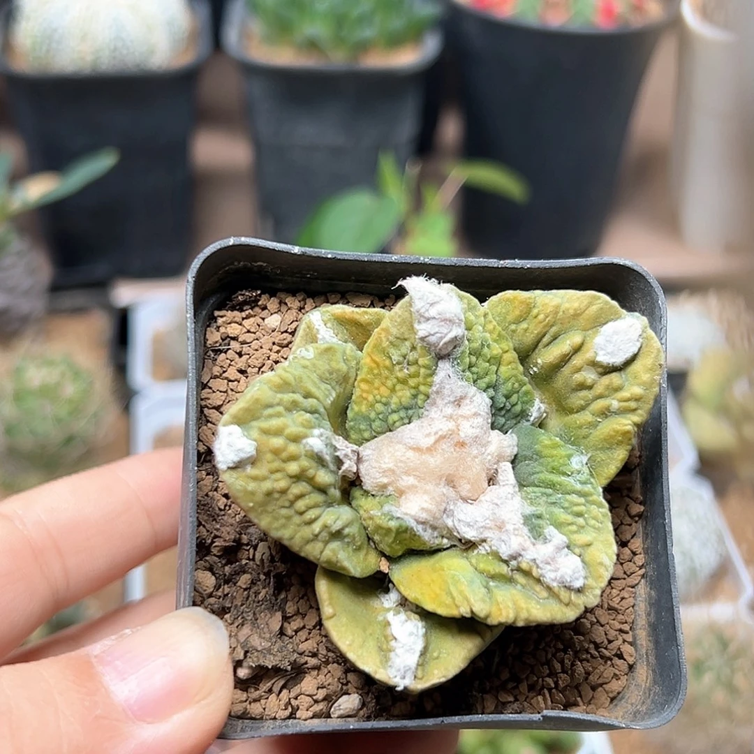 无花朵自根龟甲牡丹