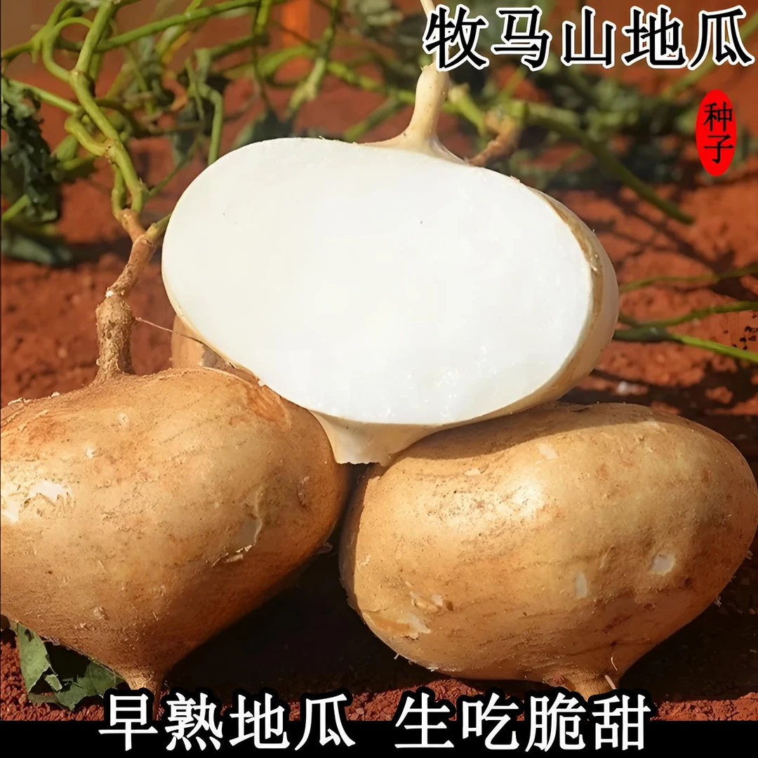 牧马山地瓜种子凉薯水果地瓜种籽高产大田阳台盆栽蔬菜种子