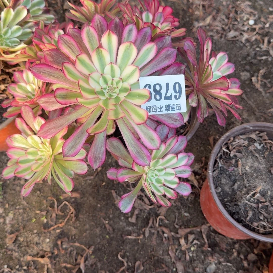 法师红铜白6789 19-37