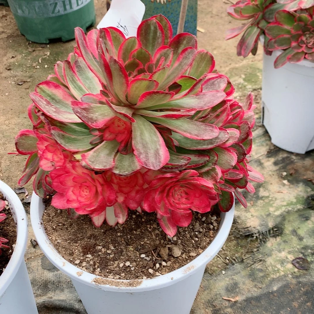 【闪购商品】流*海神，多肉