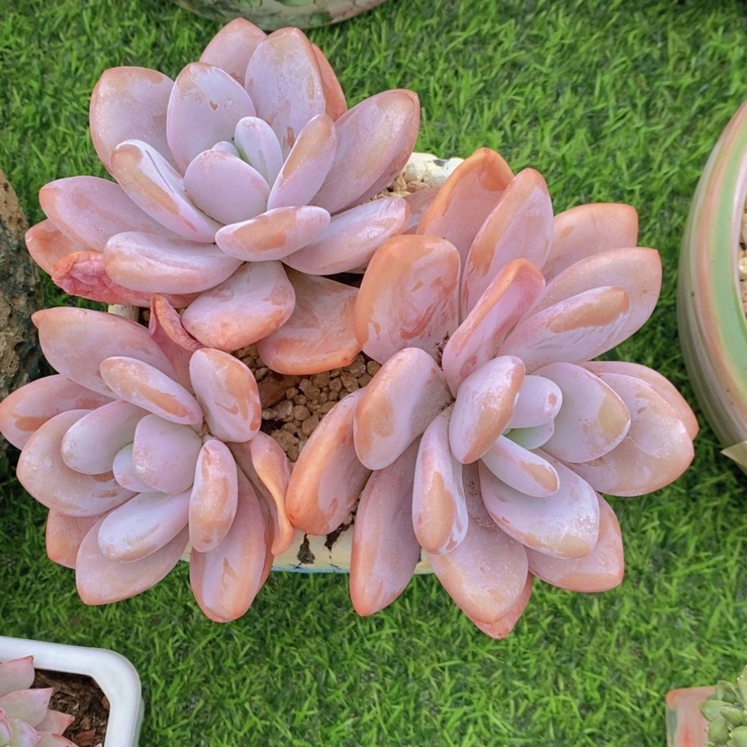 粉兔 一物一拍。