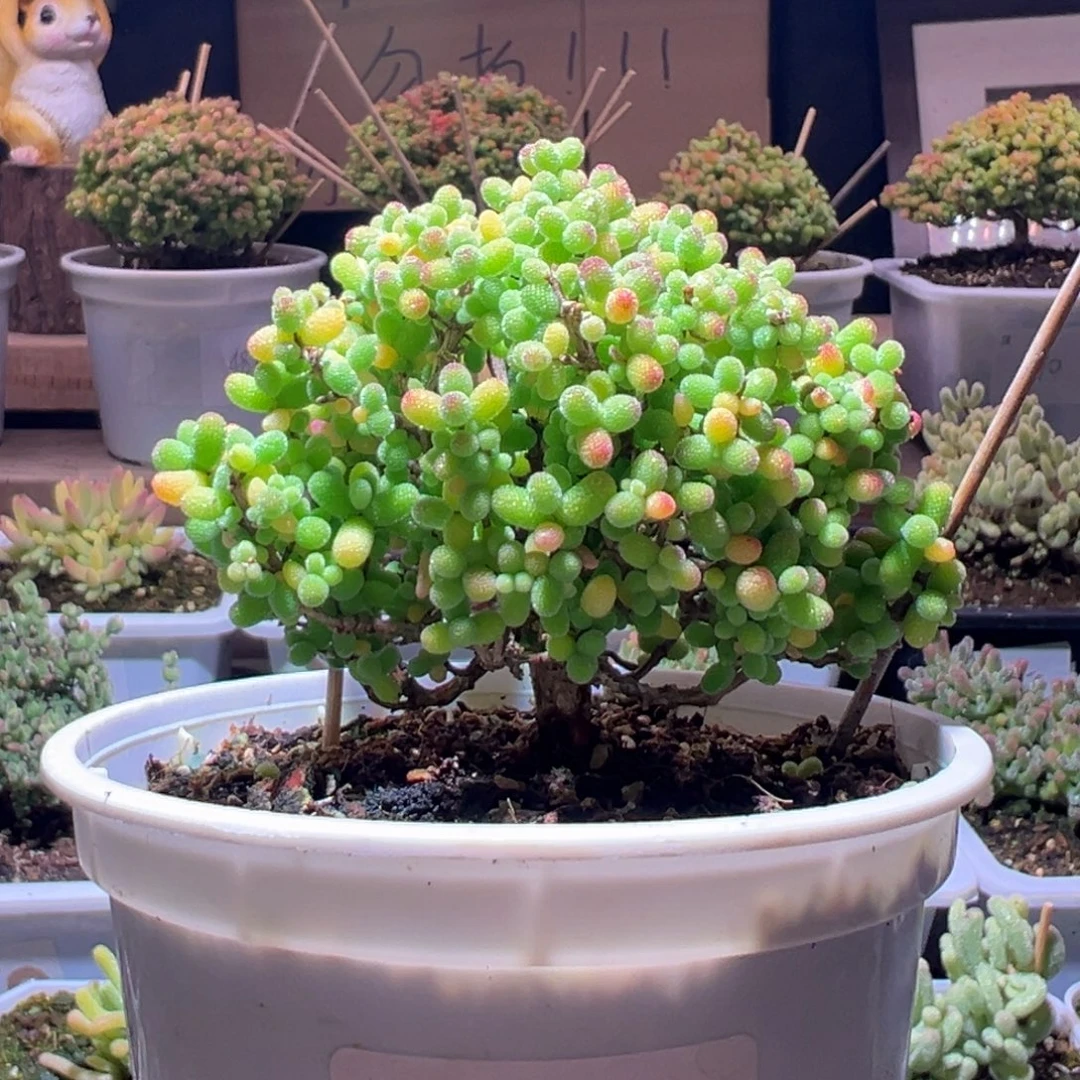 200金桔一物一拍包开箱