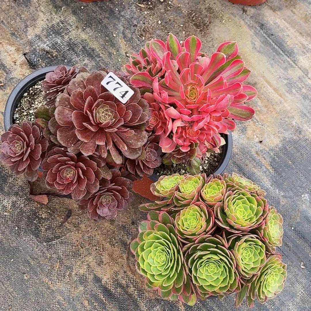 774三颗嫩桩多肉植物