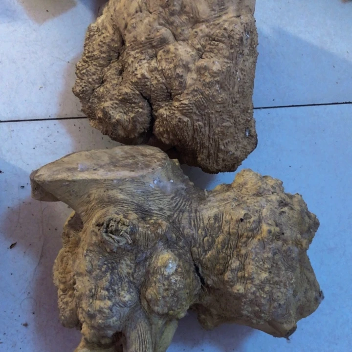 木星**耀木料木料木料木料