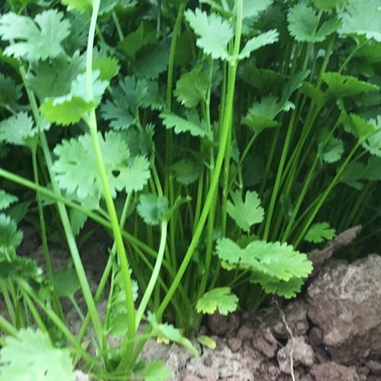 鲜嫩可口美味佳肴中国大陆