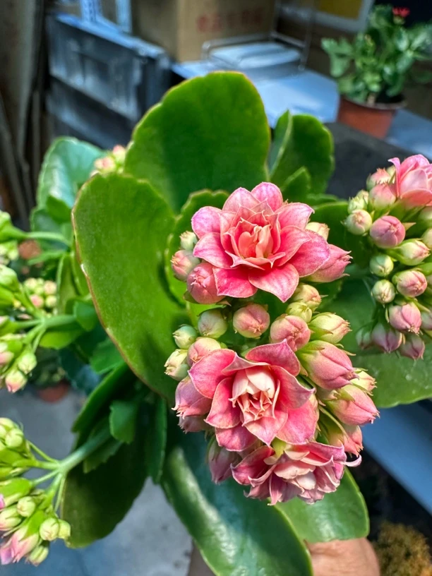 长寿花招桃花重瓣儿