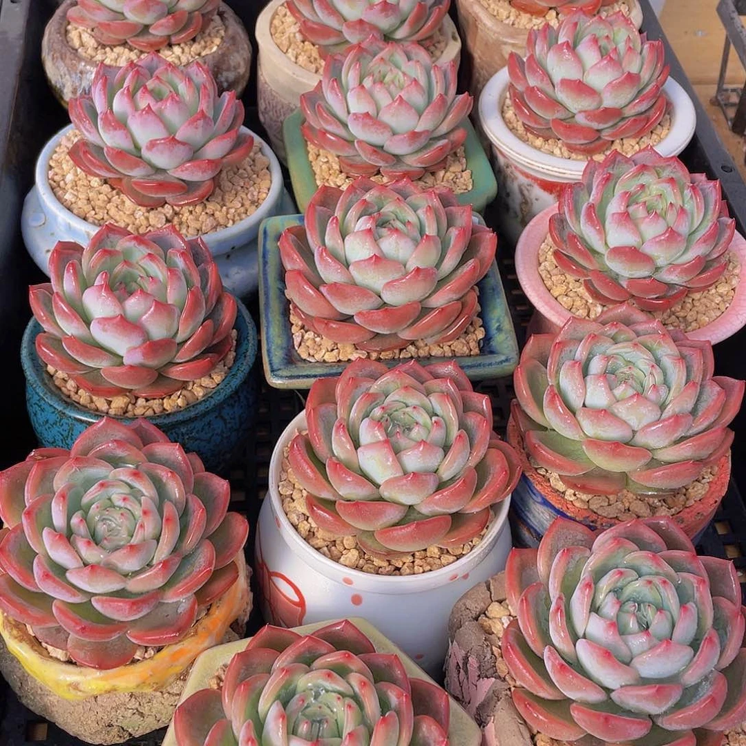 量拍60号 红鸾单头一个