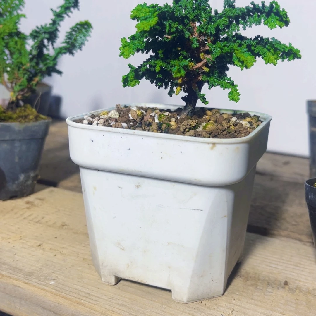 无花朵石化桧…………