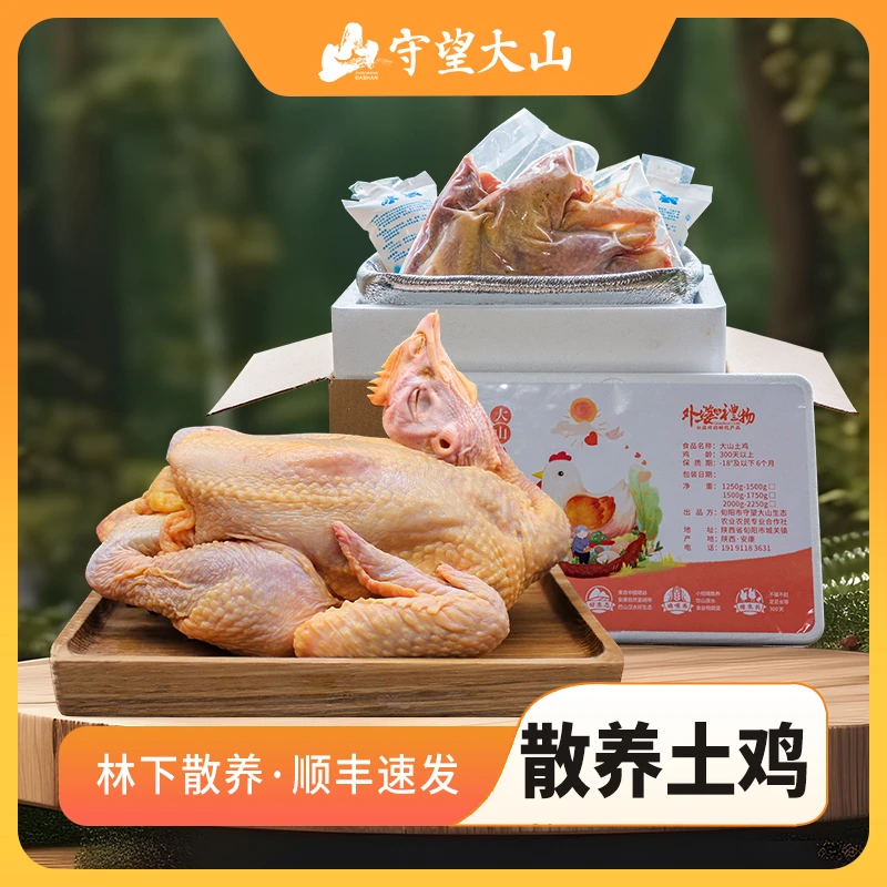 大山散养老母鸡 土鸡正宗农村纯粮喂养 黄油母鸡（顺丰发货）