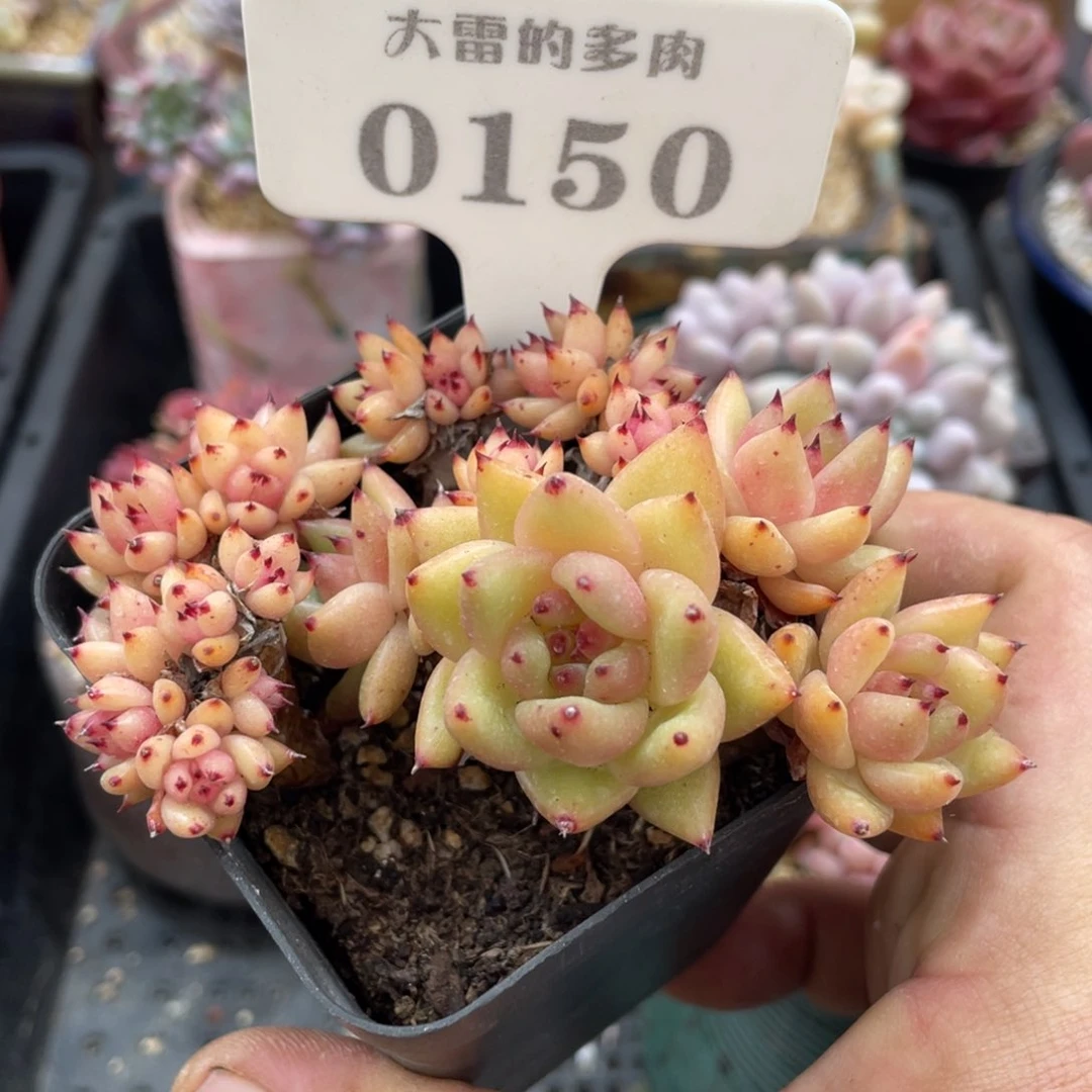 0150玛利亚不带盆8厘米