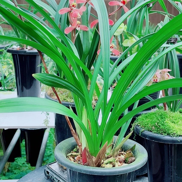 周***周完全开放一物一漂亮