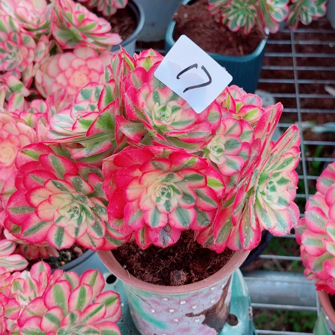 一物一拍多肉法师17