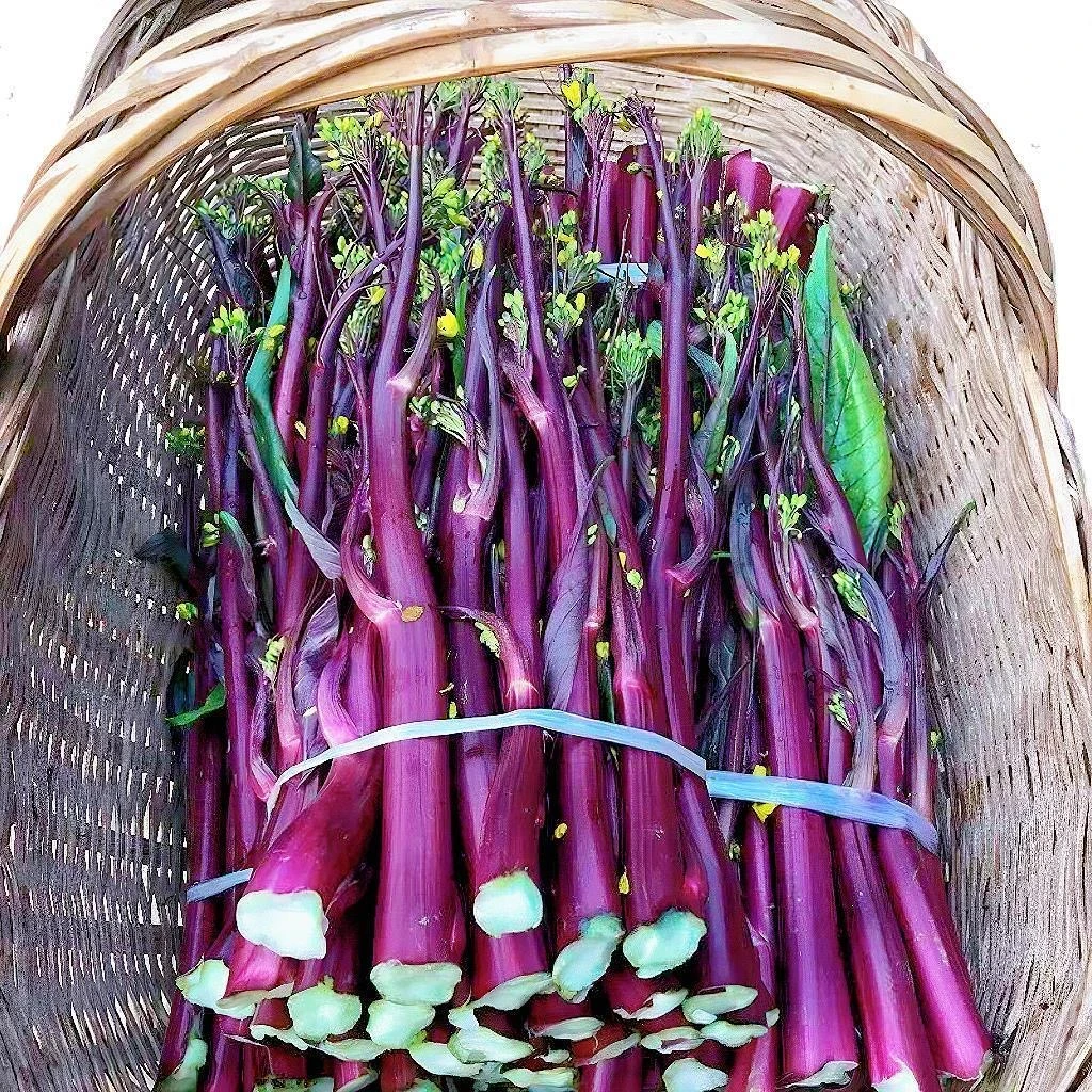 新鲜当季红菜苔高山菜心农家菜时令紫红苔菜苔新鲜蔬菜现摘现发