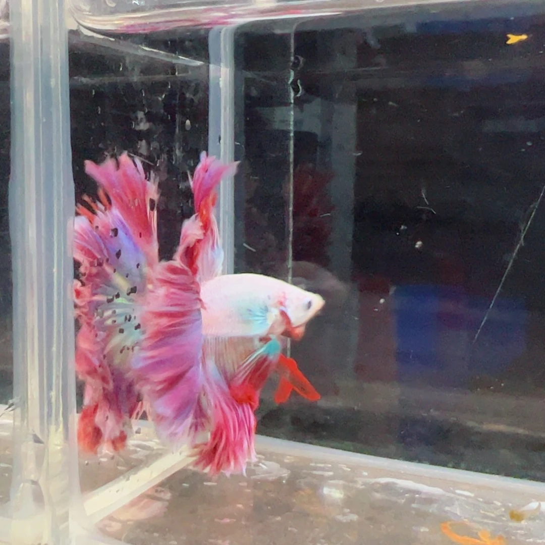 斗鱼浅色仙仙裙特殊尾