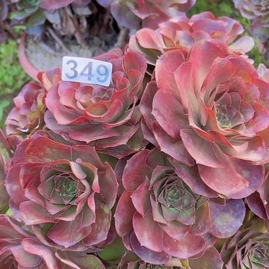 用***旧多肉植物子一个美金