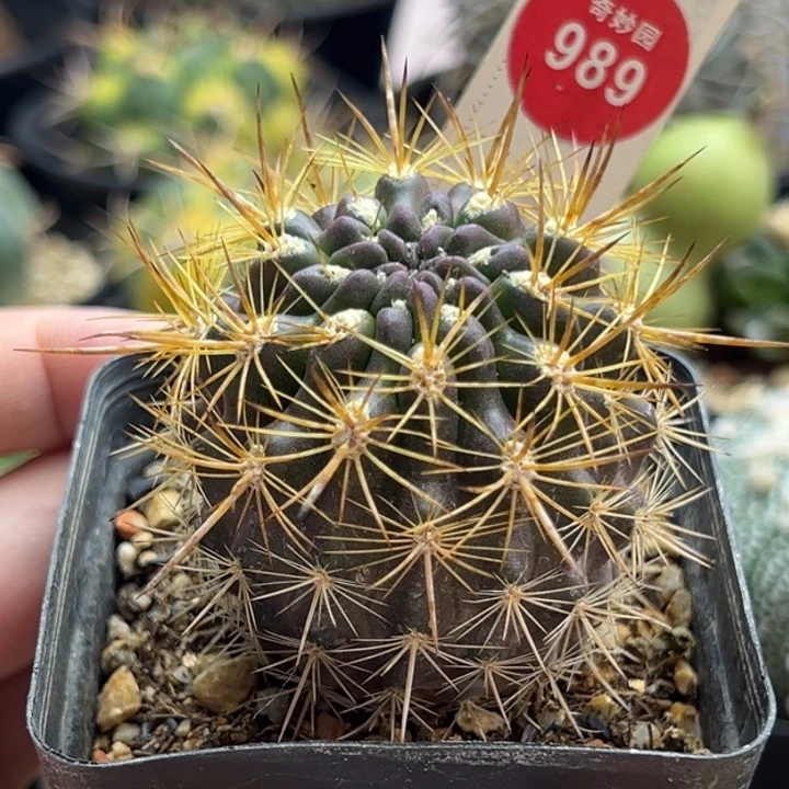 实生强刺智利球4.7cm