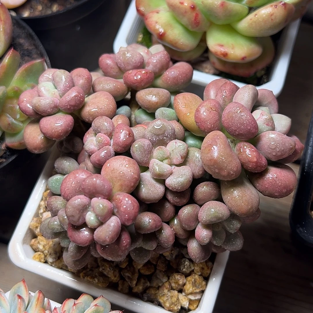 8-29-52精控先锋派