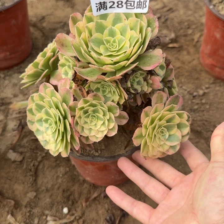 6281二号棚玉芙蓉B