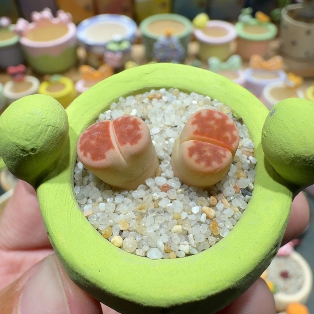 蘑菇1192粉红豹多肉植物