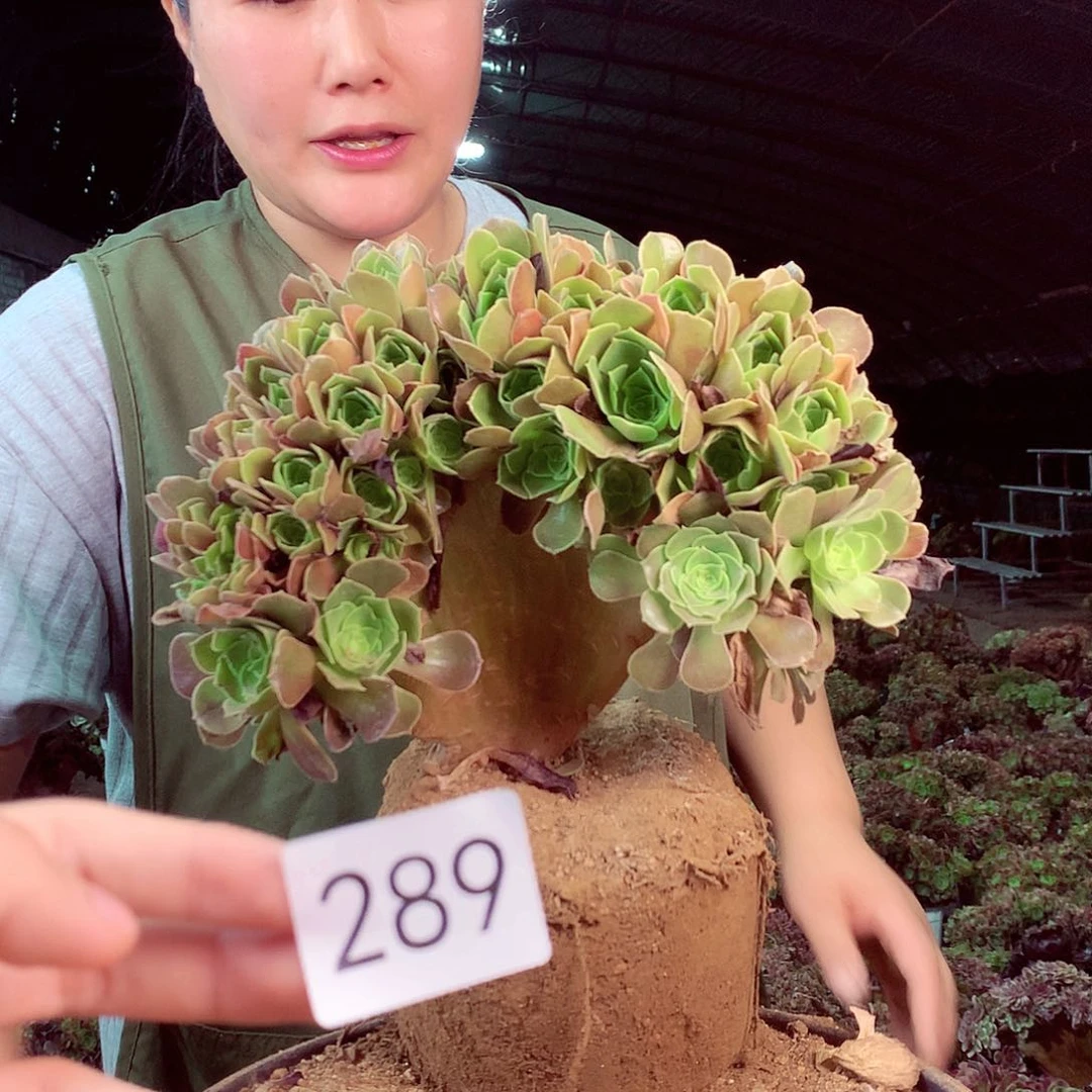 柒哥多肉法师不包侧断枝289